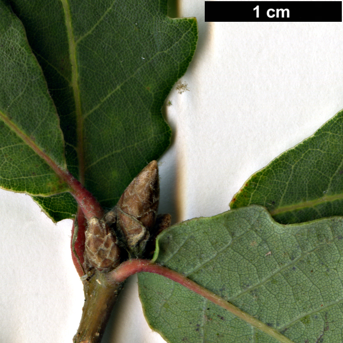 High resolution image: Family: Fagaceae - Genus: Quercus - Taxon: faginea - SpeciesSub: subsp. alpestris